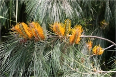 Grevillea pteridifolia